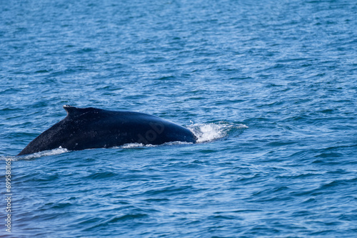 Surfacing whales, whale tails