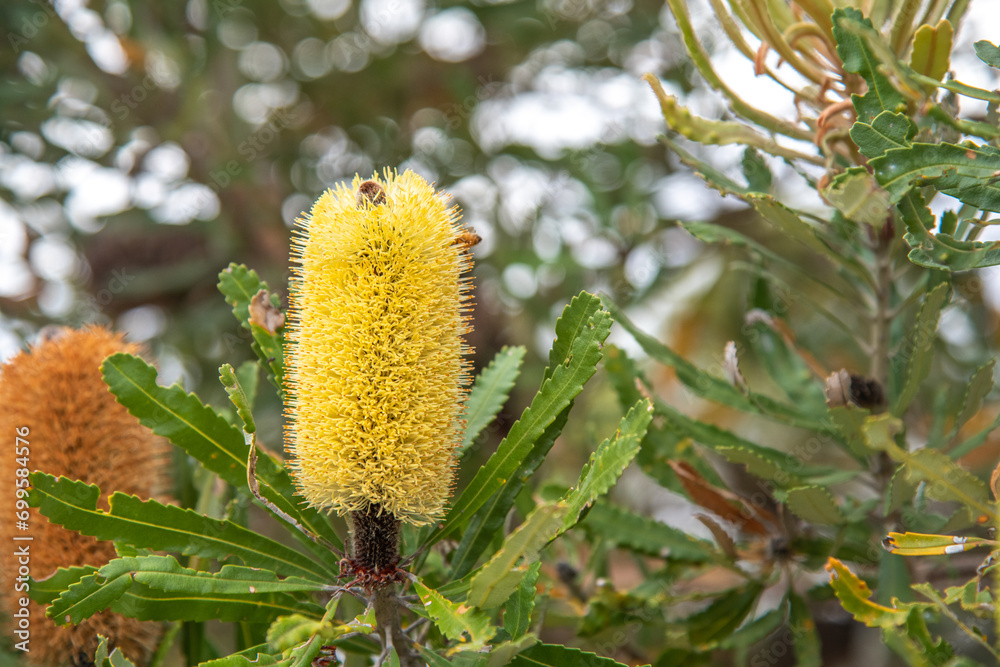 bottle brush flower bottle brush flower