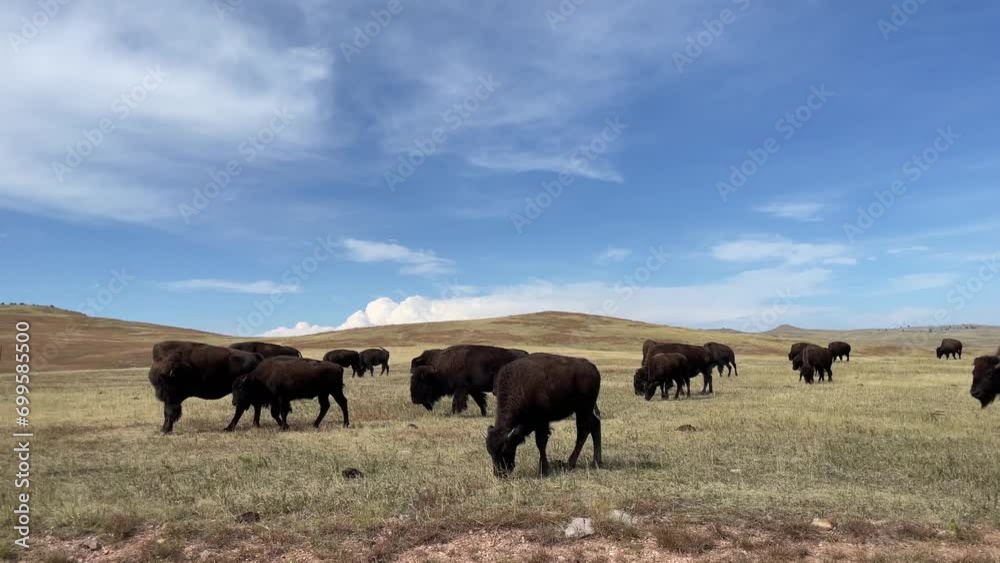 American bison in Custer State Park, South Dakota, USA American bison in Custer State Park, South Dakota, USA