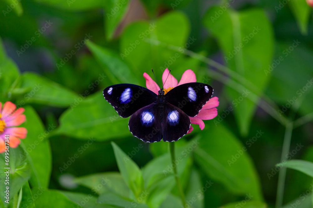 Fototapeta premium Butterfly on a red flower in a garden in Indonesia
