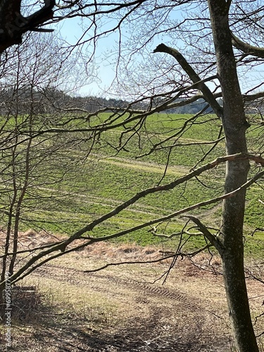 field and trees