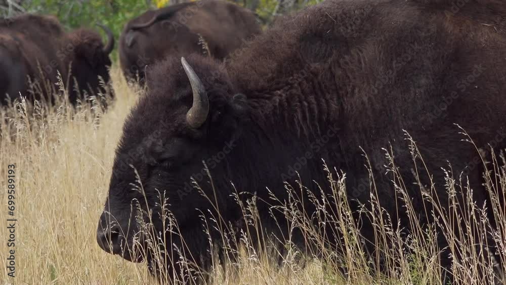 American buffalo, Custer State Park, South Dakota, USA American buffalo, Custer State Park, South Dakota, USA