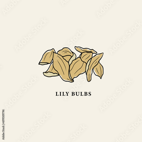Line art dried lily bulbs drawing