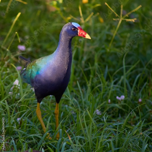 Purple Gallinule forages for food on the edge of a lake. The bird has a blue-purple body with green back feathers, white underbelly, and yellow feet.