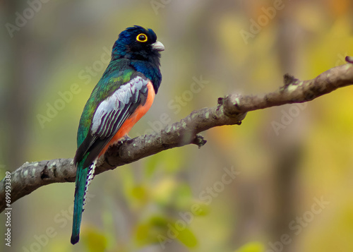 A colorful bird in its natural habitat