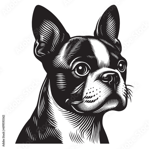 Boston Terrier dog. Beautiful vintage engraving illustration, emblem, icon, logo. Black lines