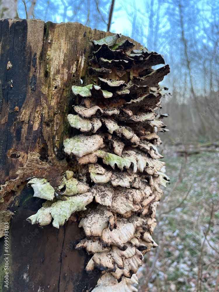 mushrooms on a tree mushrooms on a tree
