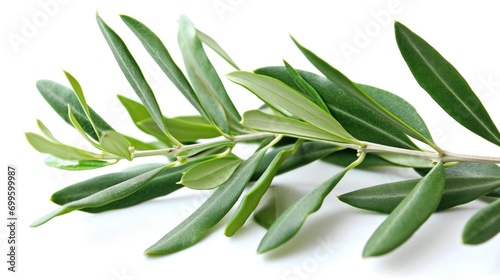 Green Leaves on a White Background