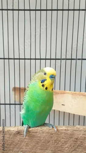 Budgie parakeet sitting calmly in his cage.