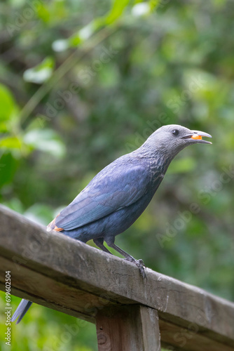 Red-winged Starling female (Onychognathus morio) with berry in bill, Wilderness, Western Cape, South Africa