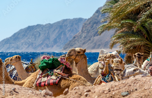 several camels rest on the shores of the Red Sea photo