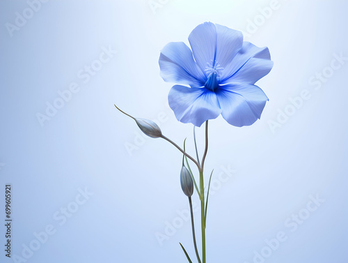 Flax flower in studio background, single flax flower, Beautiful flower images