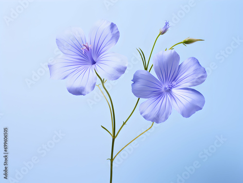 Flax flower in studio background, single flax flower, Beautiful flower images