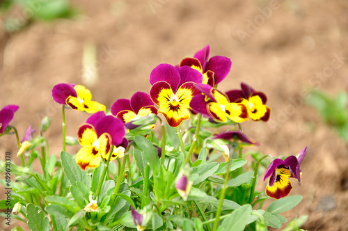 Pansies in a garden with shallow dept of field