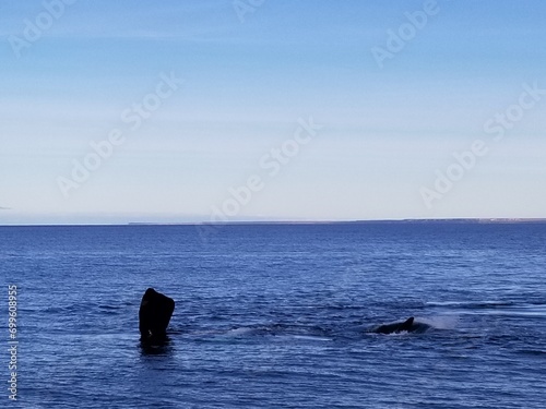 whales in Peninsula de Valdes, Argentina © Vanesa