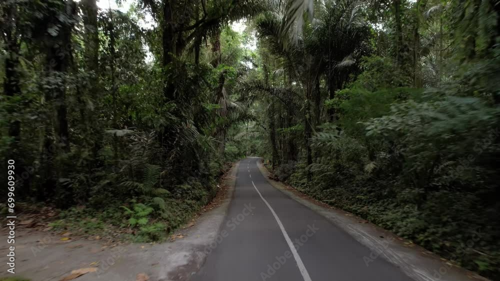 Empty road at green tropical rain forest, shadow from tall trees. Camera move back, wide angle rear view. Old leafy trees and palms grow around, jungles remains at Bali Island Empty road at green tropical rain forest, shadow from tall trees. Camera move back, wide angle rear view. Old leafy trees and palms grow around, jungles remains at Bali Island