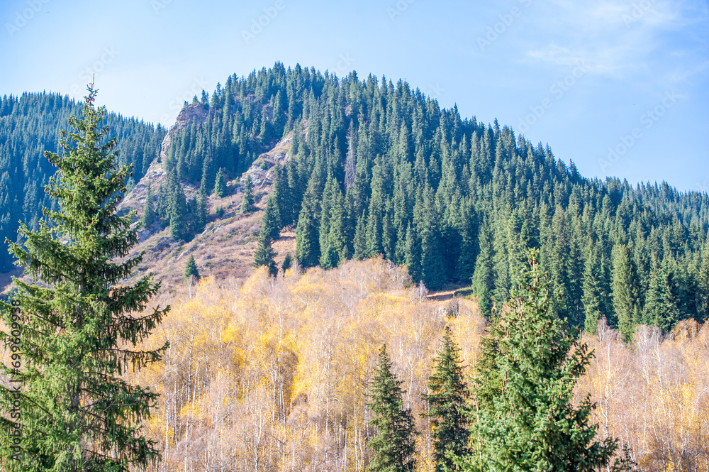 Enjoy the enchanting beauty of the Tien Shan spruce forests. Enjoy the vibrant fall colors in the wild. Embark on an adventure to new heights with these majestic mountains.