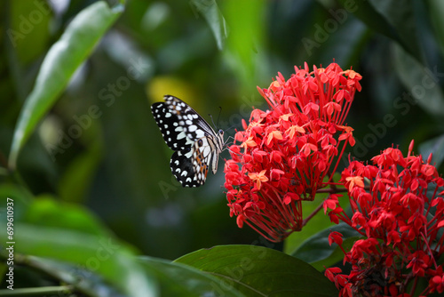 Butterfly on a red flower in a garden in Indonesia