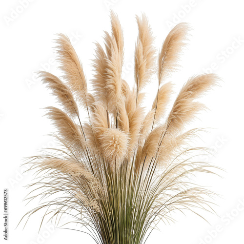 Beautiful Pampas Grass on a White Background On transparent background PNG file photo