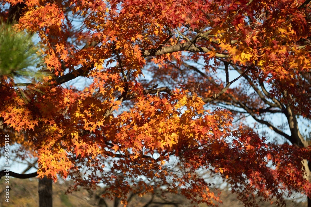 秋の紅葉したもみじ