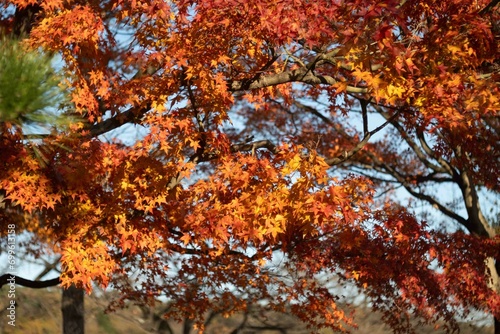 秋の紅葉したもみじ