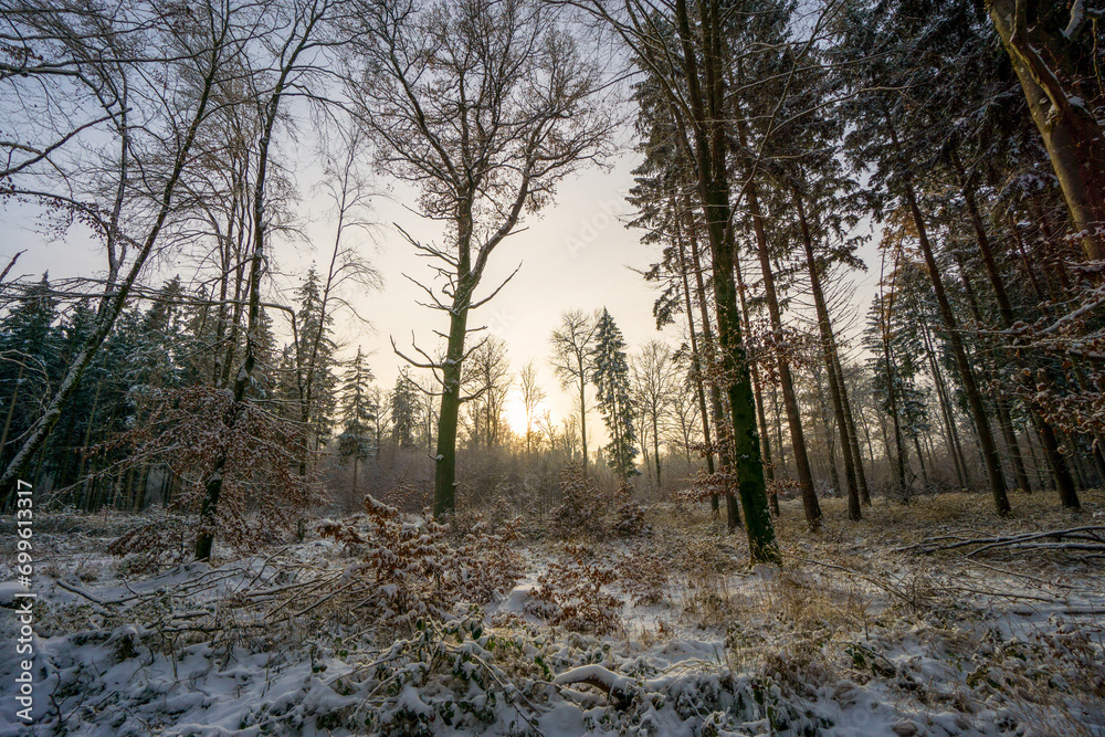 Fototapeta premium Schönbuch Wald Winter Stuttgart