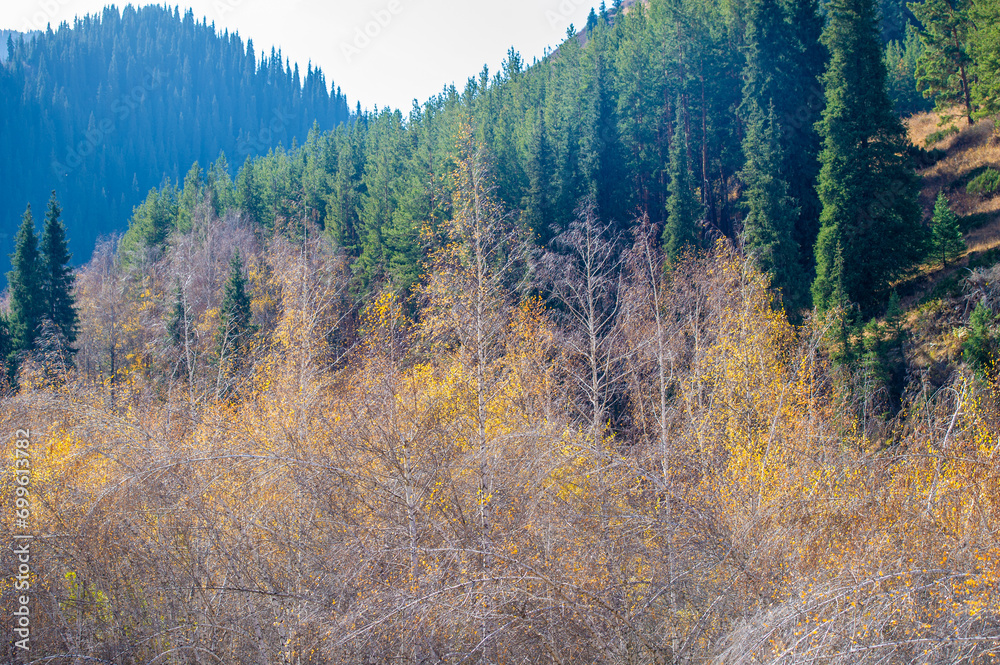 The vibrant foliage and evergreen pines create a stunning fall scene. The Tien Shan mountains provide a majestic backdrop to nature's colorful tapestry. see a kaleidoscope of bright colors.