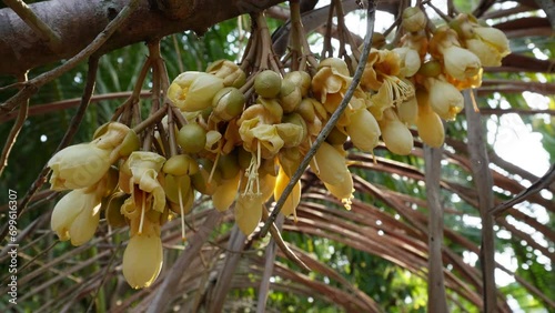 inflorescence and flower opening development stages of durian fruit on tree