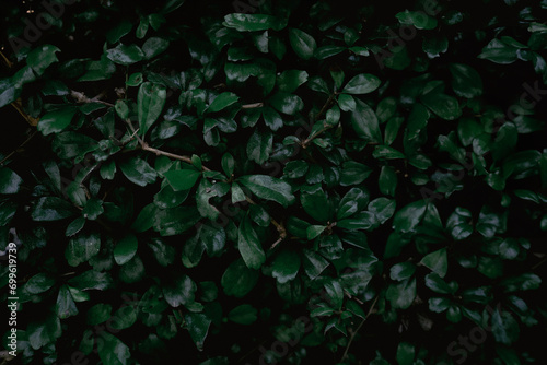 Dark green bush background or wallpaper related to nature.