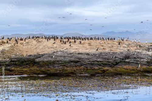 Antarctic shag (Leucocarbo bransfieldensis) colony, Beagle Channel, Usuaia, Argentina photo