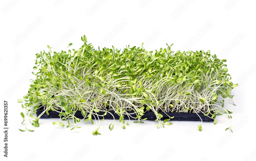 Green young Sunflower sprouts in black plastic growing trays isolated on white background. Green young Sunflower sprouts in black plastic growing trays isolated on white background.