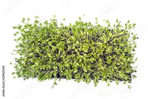 Top view of Green young Sunflower sprouts in black plastic growing trays isolated on white background.