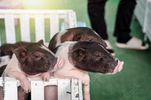 Baby Pot belly pigs standing on the edge of the cage begging for food in the farm. photo