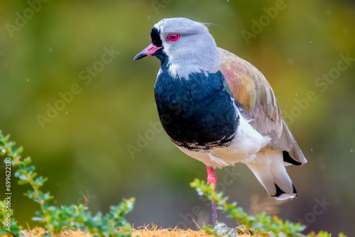 Southern lapwing (Vanellus chilensis), Tierra Del Fuego, Argentina