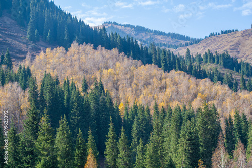 Experience the beauty of autumn in a picturesque mountain setting. Witness the enchanting transformation of the forest. Immerse yourself in the stunning landscapes of Tien Shan firs.