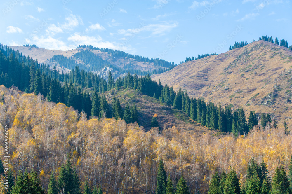 Experience the breathtaking beauty of the Tien Shan fir trees in autumn. Witness a stunning display of green flowers in this enchanting mountain forest. Immerse yourself in a kaleidoscope of nature