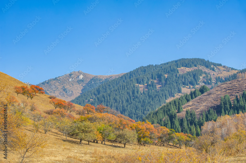 Feel the beauty of the majestic Tien Shan spruce and birch trees in autumn. Immerse yourself in the serene atmosphere of enchanting mountain heights. Enjoy the splendor of the autumn landscape