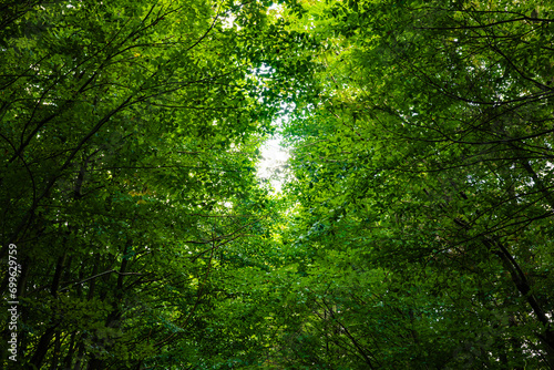 Lush forest background photo. Carbon net-zero or carbon neutrality concept