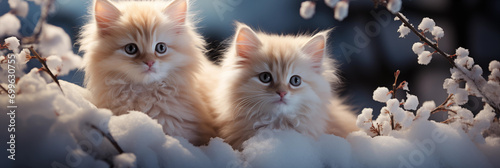 dois gatinhos bege juntos na neve - Panorâmico  photo