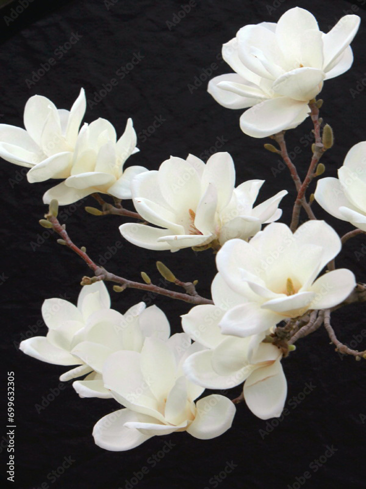 beautiful flowers on black background 1, ai, generated, ai generated beautiful flowers on black background 1, ai, generated, ai generated
