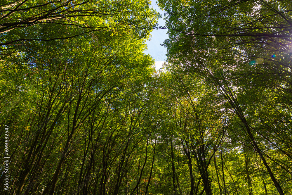 Obraz premium Lush green forest low angle view. Carbon footprint or carbon net zero concept