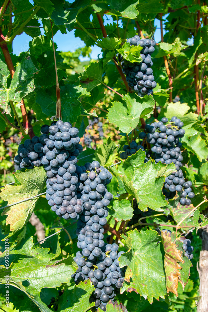 Large bunches of red wine grapes in vineyard. Green vineyards for wine production.