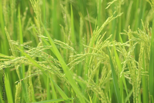 paddy rice field, close up paddy