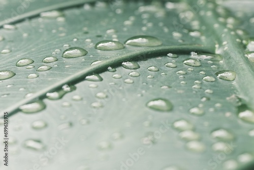 Photo background , water drop or dew on big taro leaf . Embun photo