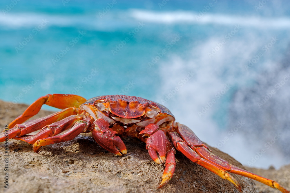 rote Krabbe bei Playa del Viejo Reyes bei La Pared Westküste Fuerteventura