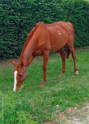 Brown horse in padro field eating photo