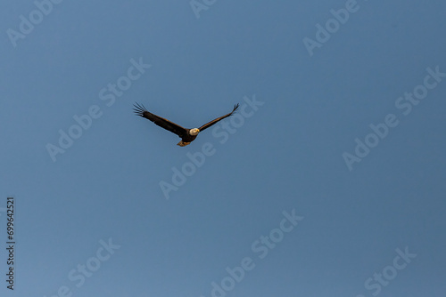 Bald Eagle soars in the sky over the marsh