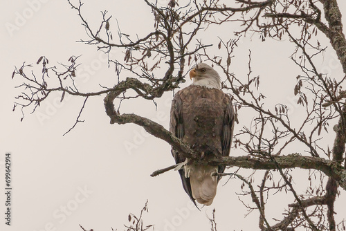 Bald Eagle perched on a tree branch in the Delaware Water Gap National Recreation Area