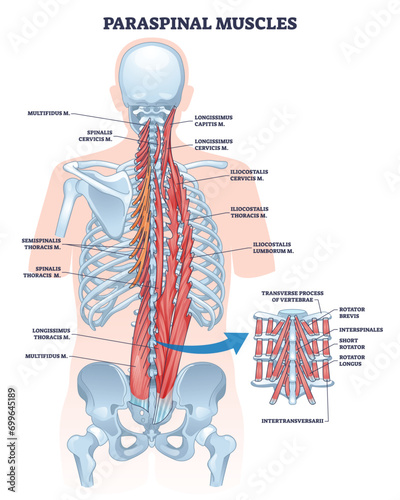 Paraspinal muscles as erector spinae or back muscular system outline diagram. Labeled educational vertebrae movement and support anatomy vector illustration. Spinal and torso backview detailed model.