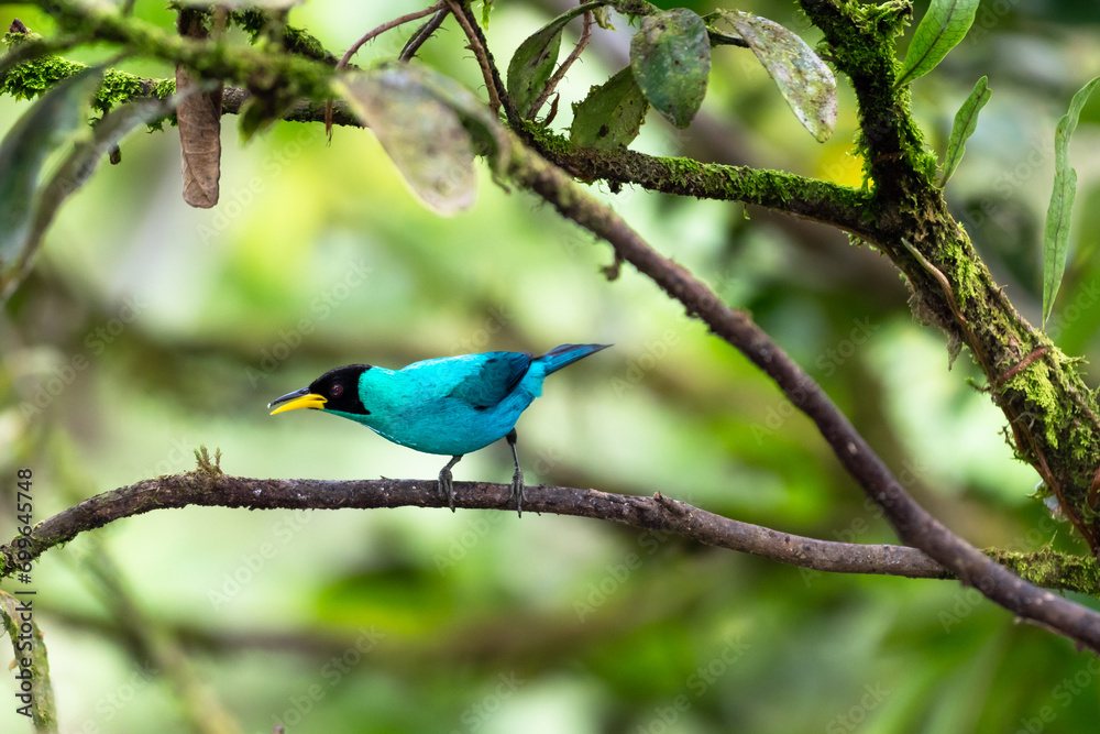 A Green Honeycreeper chirping on a branch in the rainforest of Trinidad and Tobago